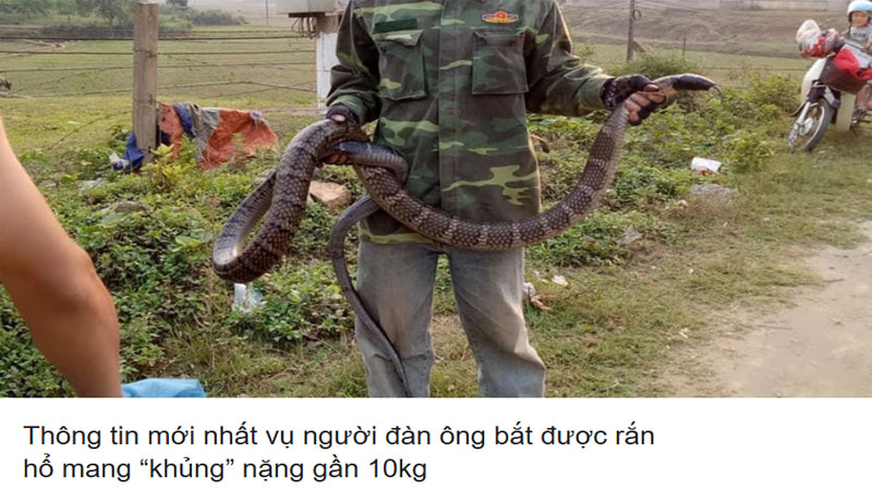 Nằm mơ thấy người khác bắt được rắn hổ mang
