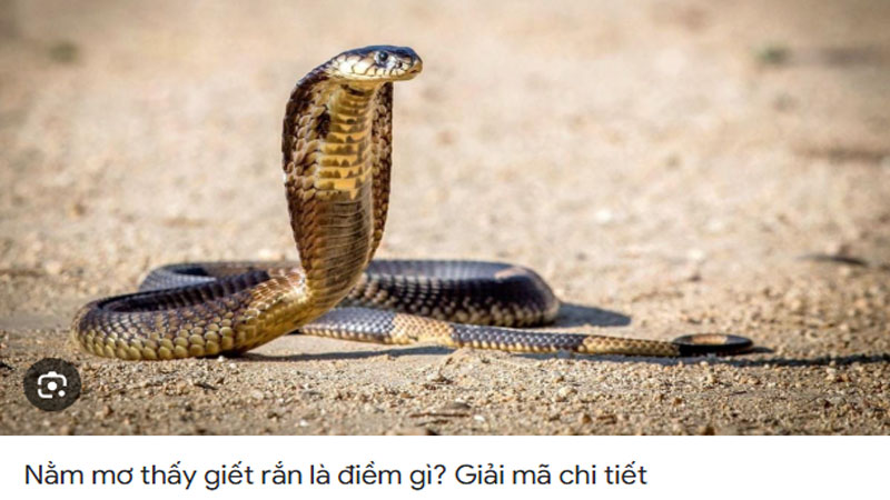Nằm mơ thấy người khác giết rắn