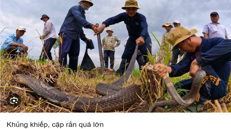 Nằm mơ thấy người thân bắt rắn