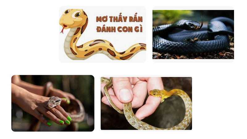 Nằm Mơ Thấy Rắn Cắn Người Thân: Giải Mã Điềm Báo & Con Số May Mắn 6 Nam mo thay ran can nguoi than danh so may