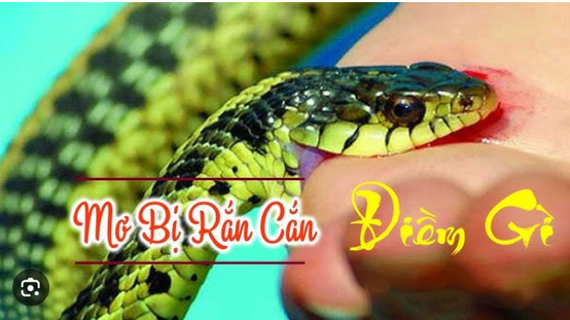 Nằm Mơ Thấy Rắn Cắn Vào Chân Chảy Máu Là Điềm Gì? Giải Mã Chi Tiết 2 Nam mo thay ran can vao chan chay mau