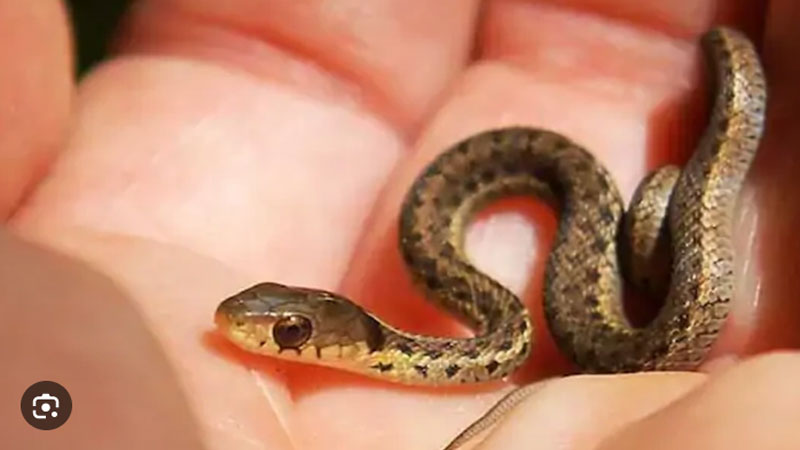 Mơ Thấy Rắn Chết Là Điềm Gì? Giải Mã Chi Tiết Nhất 6 Nằm mơ thấy rắn con chết