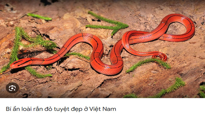 Nằm mơ thấy rắn đỏ