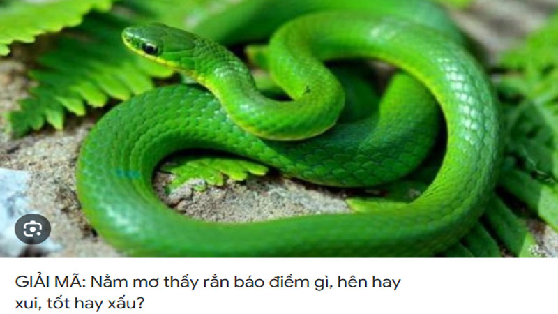 Nằm mơ thấy rắn hên hay xui