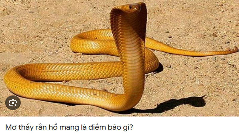 Nằm mơ thấy rắn hổ mang vàng