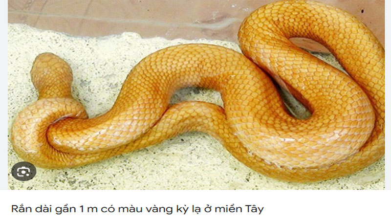 Nằm mơ thấy rắn vàng